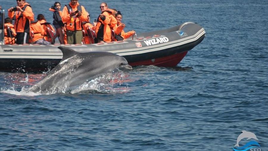 Dolphin Watching & Benagil Caves Boat Tour from Portimão