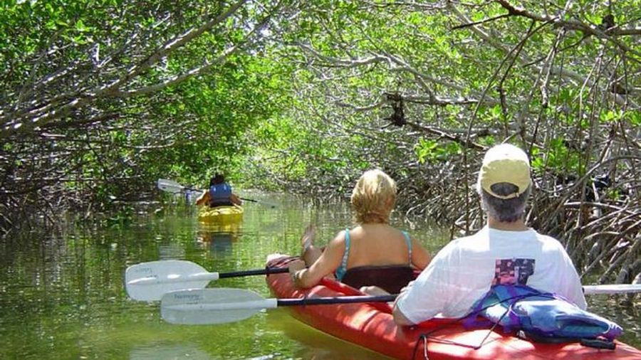 Key West Mangrove Kayak Eco Tour