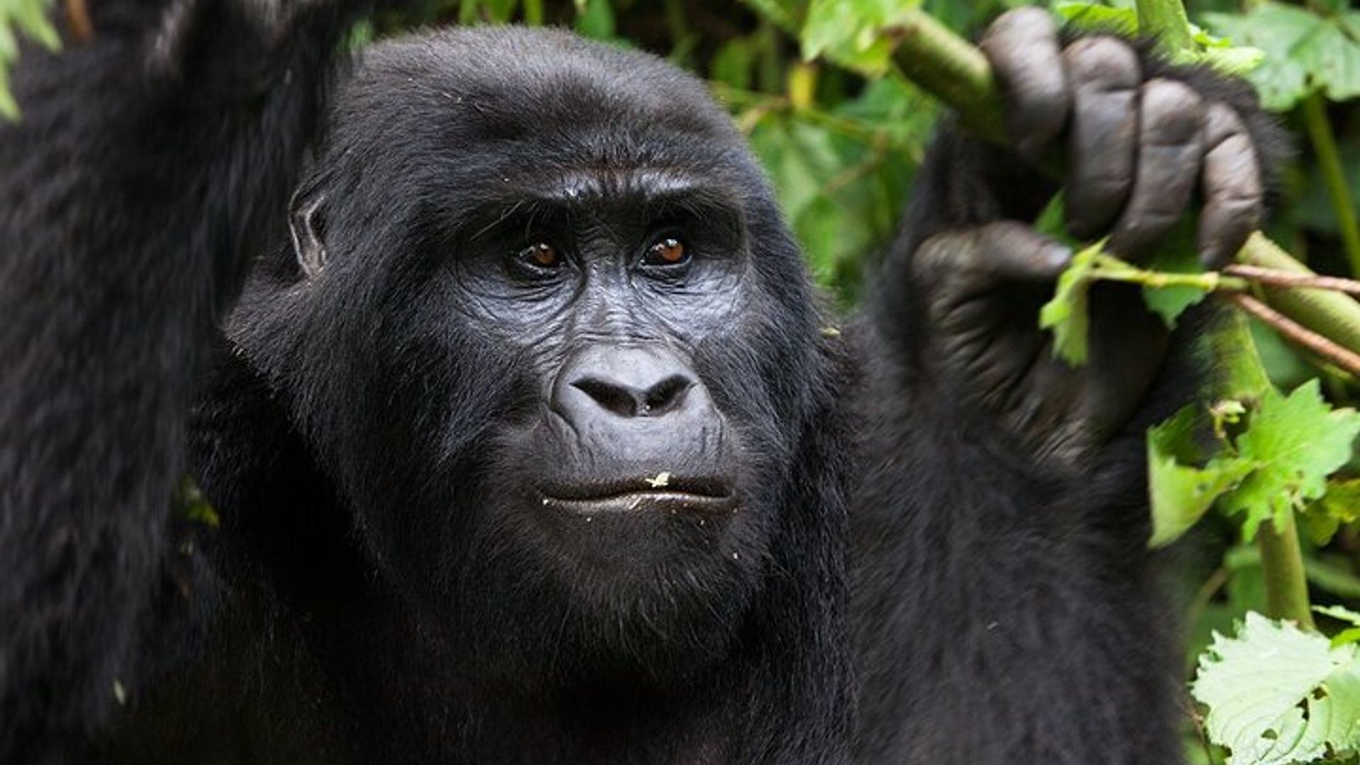 14 Days Kenya and Rwanda Safari and Trekking