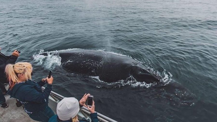 Monterey, California Family-Friendly Whale-Watching Boat Tour