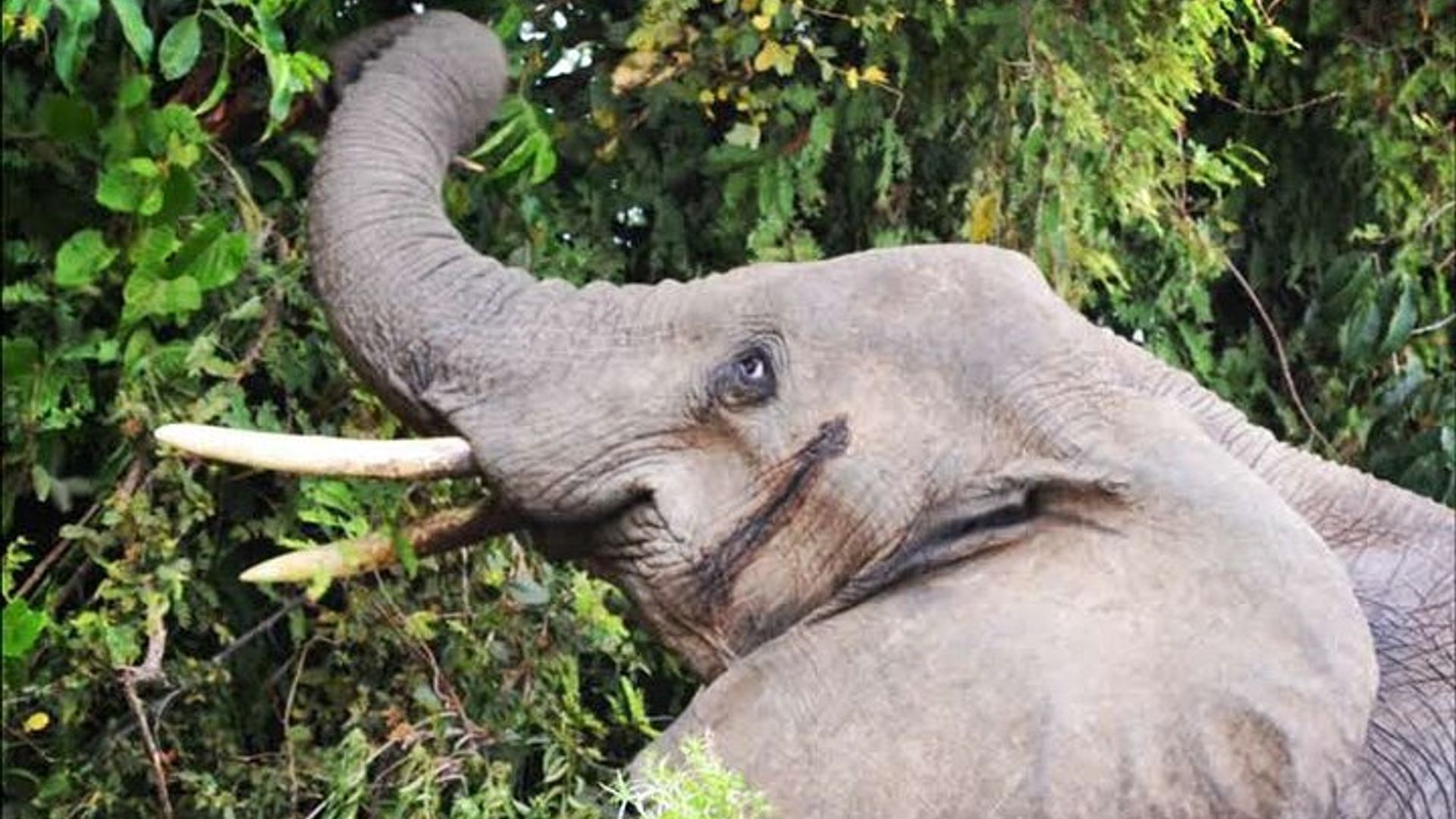 Wildlife Adventure and Boat Cruise in Murchison Falls National Park Uganda