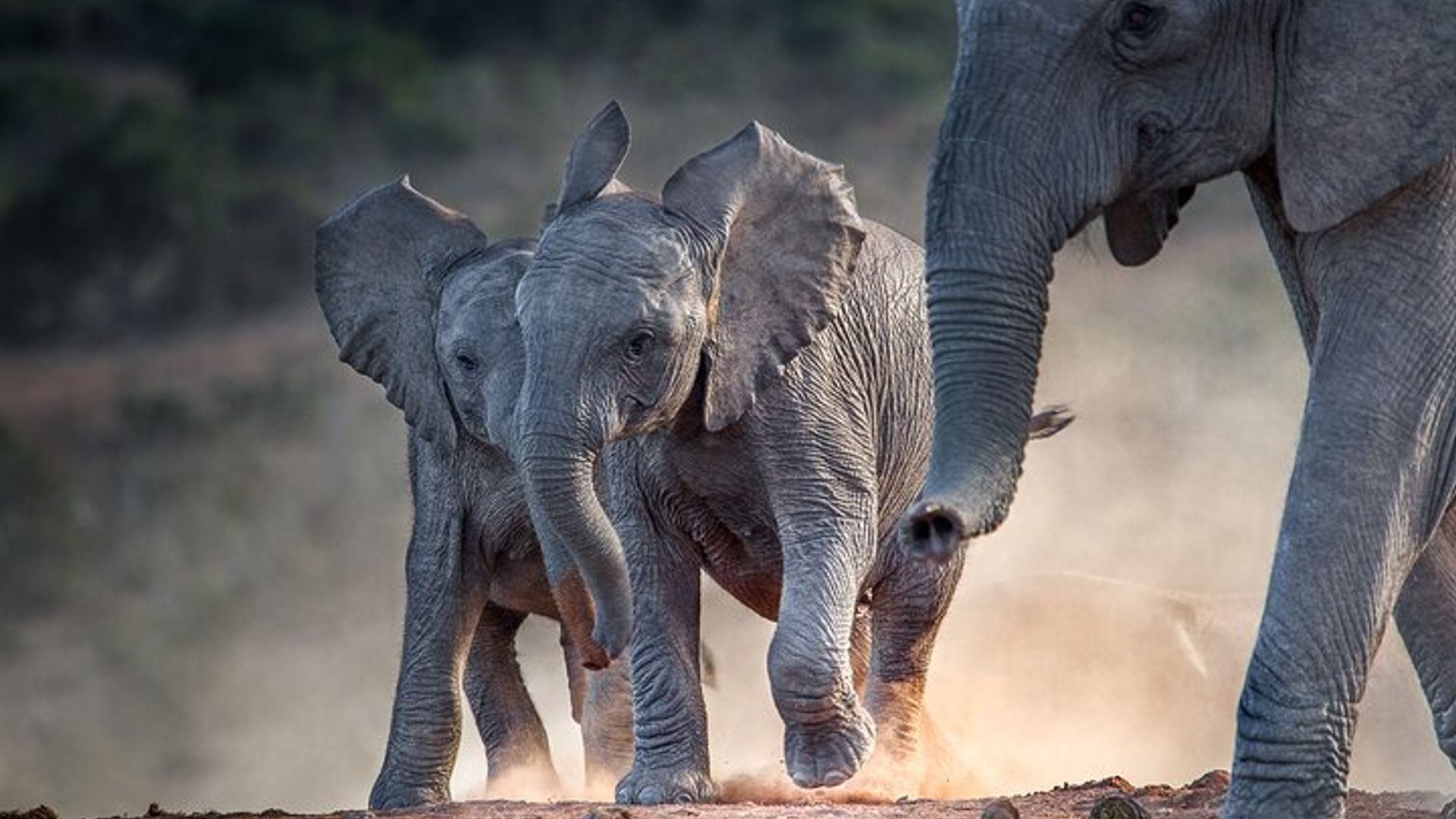 2 Nächte Gondwana Safari Tour ab Kapstadt