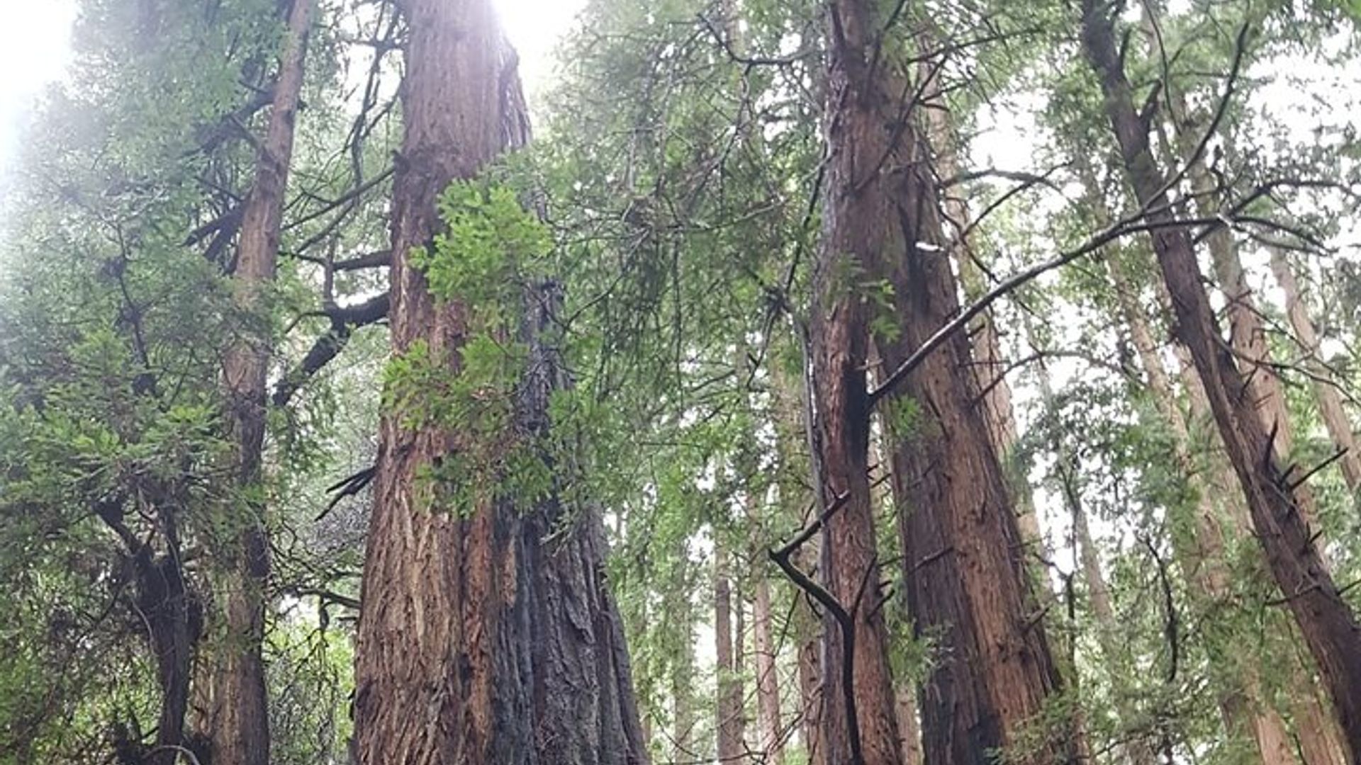 Muir Woods and Sausalito Small-Group Tour image 2