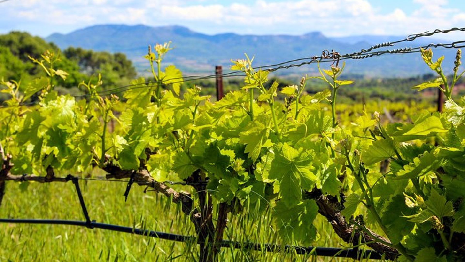 Visite gastronomique et œnologique de Provence avec un guide privé