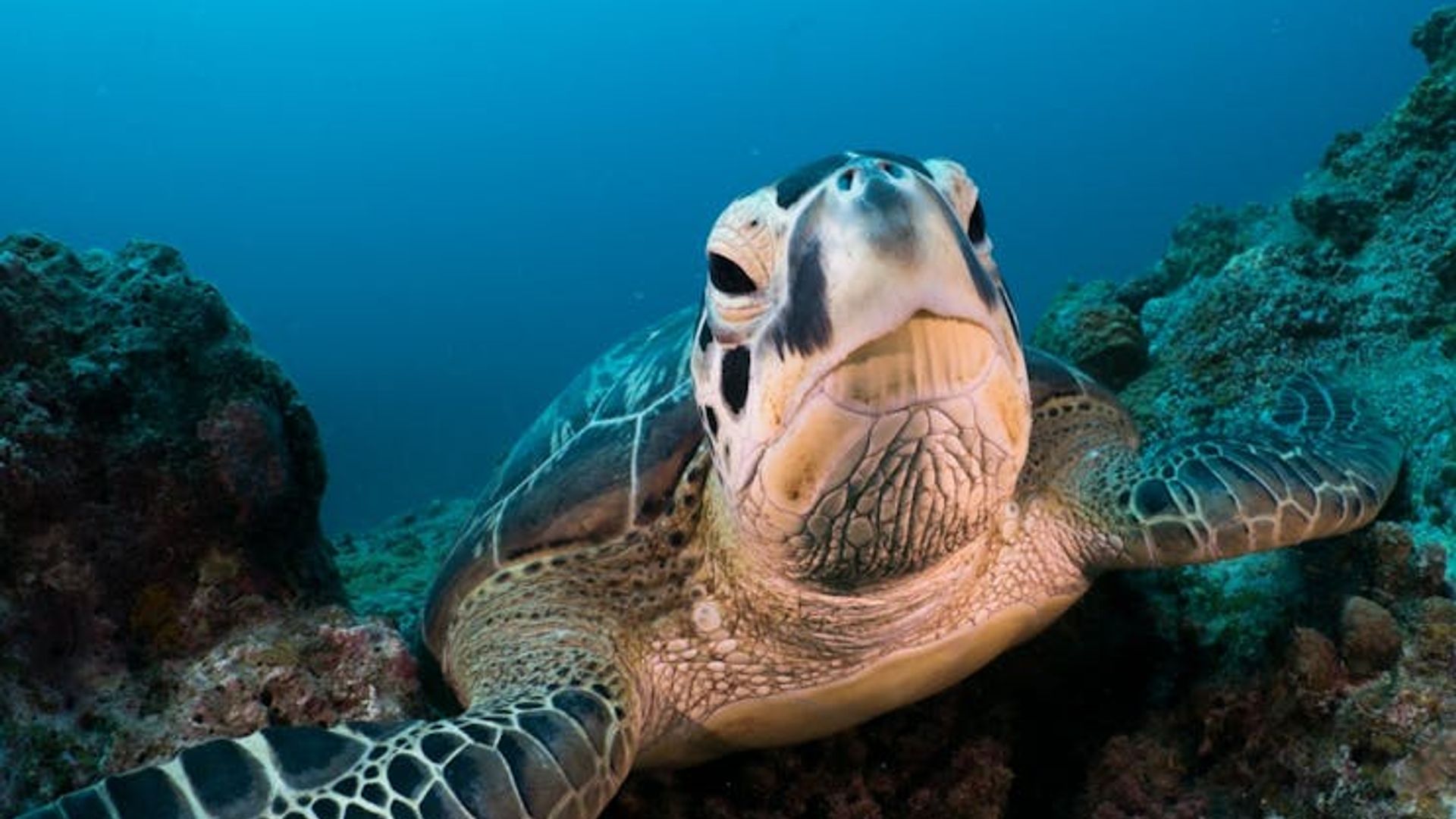 Mauritius submarine tour