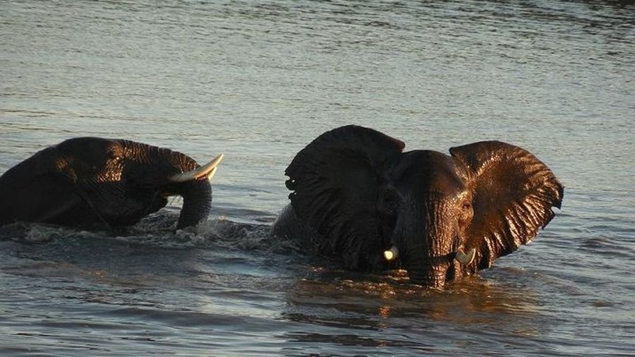 Kruger National Park 2-Day Big Five Safari From Johannesburg