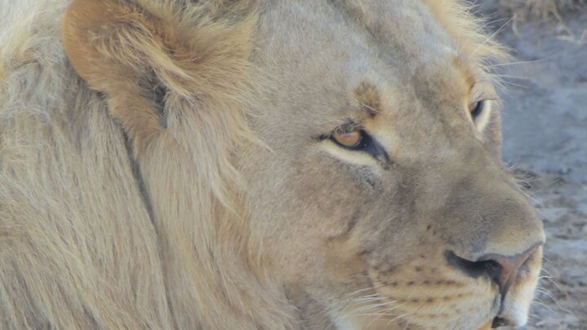 ขยายเวลาซาฟารีเต็มวัน Chobe