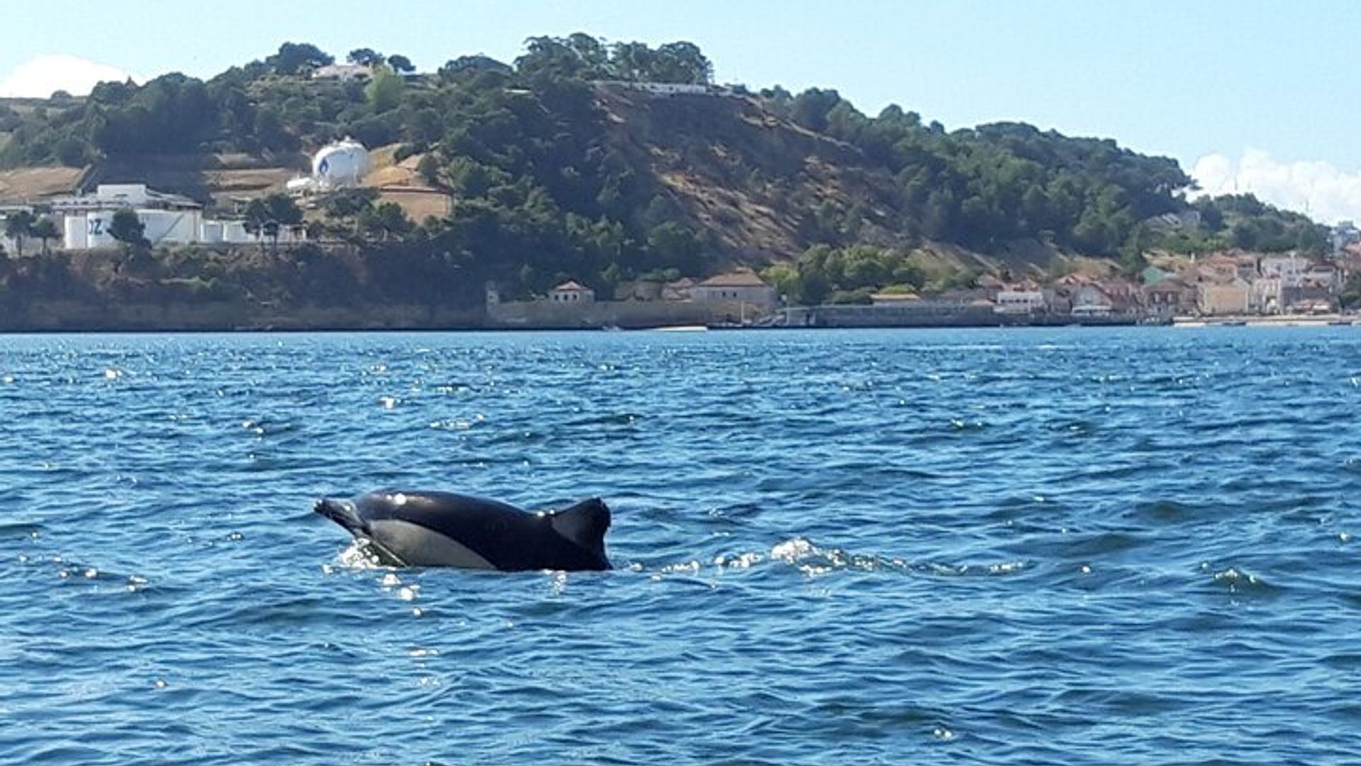 Lissabon: Delfinbeobachtungskreuzfahrt in kleiner Gruppe