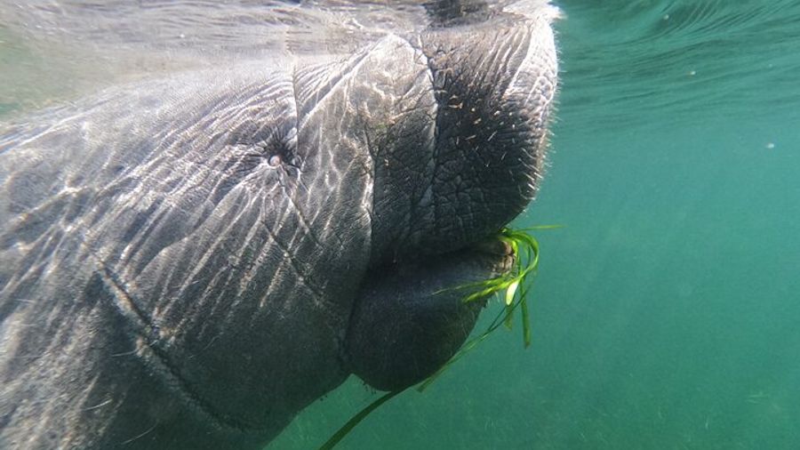 Crystal River: Private Manatee Swim With Guide(Free Photos)