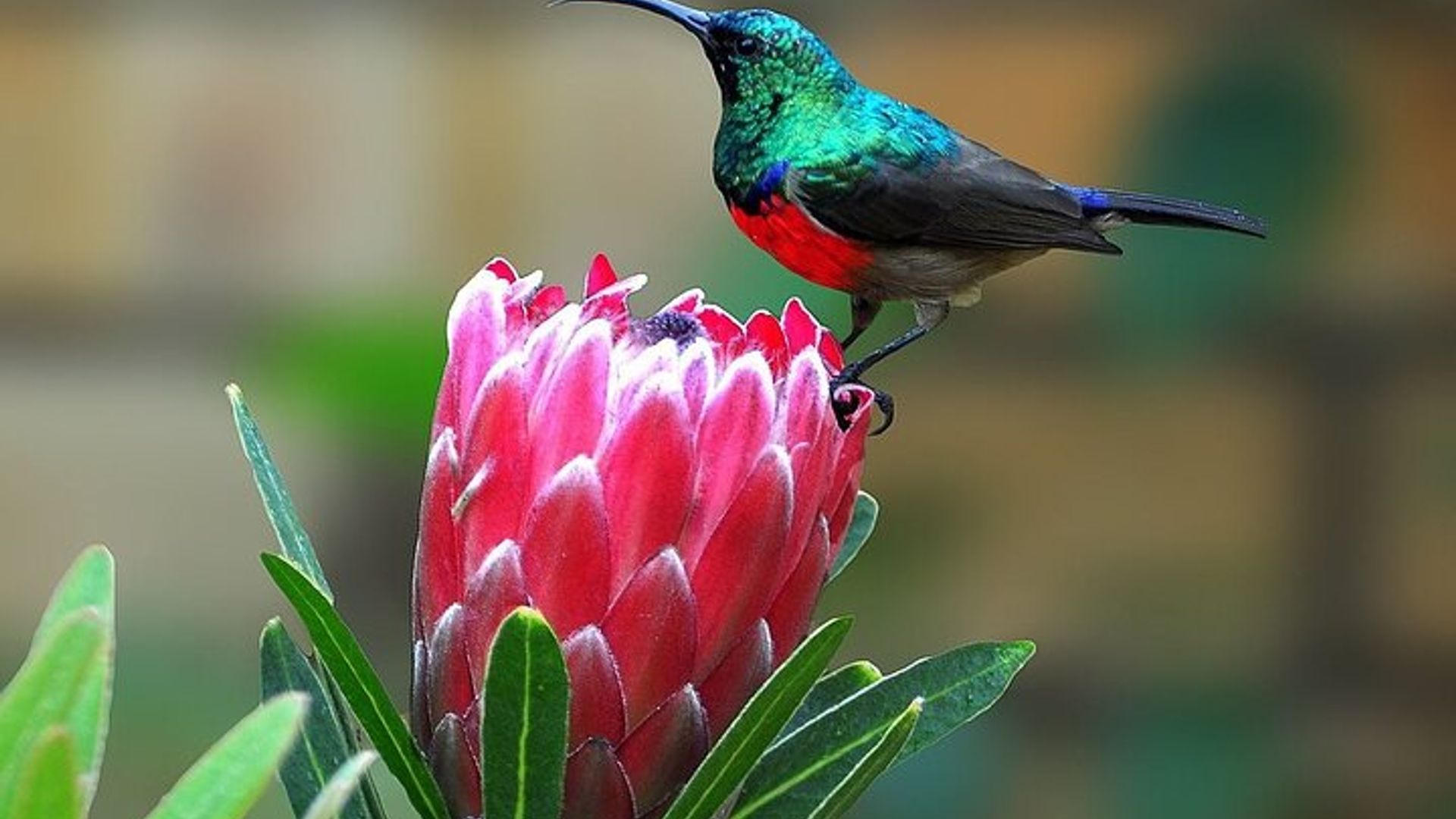 Durban Birdwatching Tour