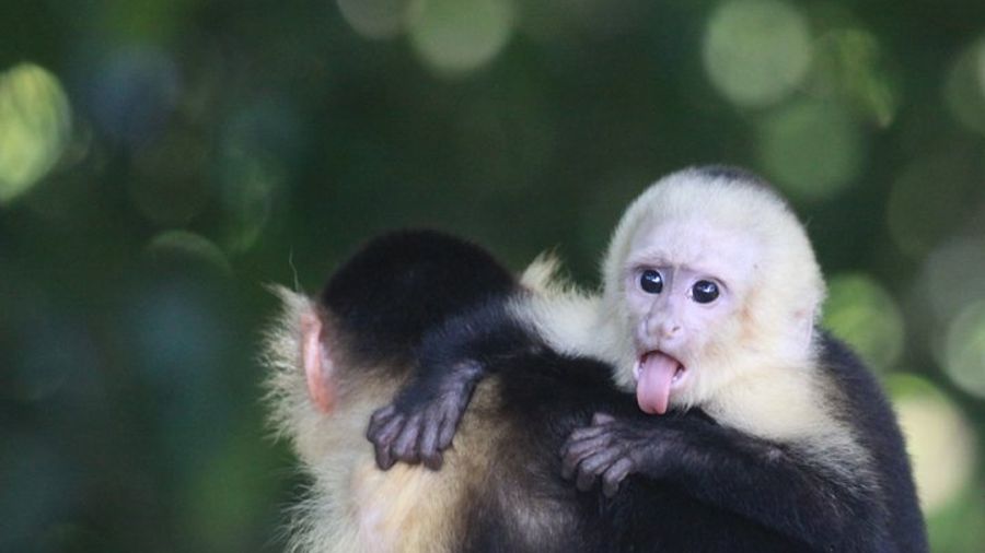 Manuel Antonio Small–Group Tour