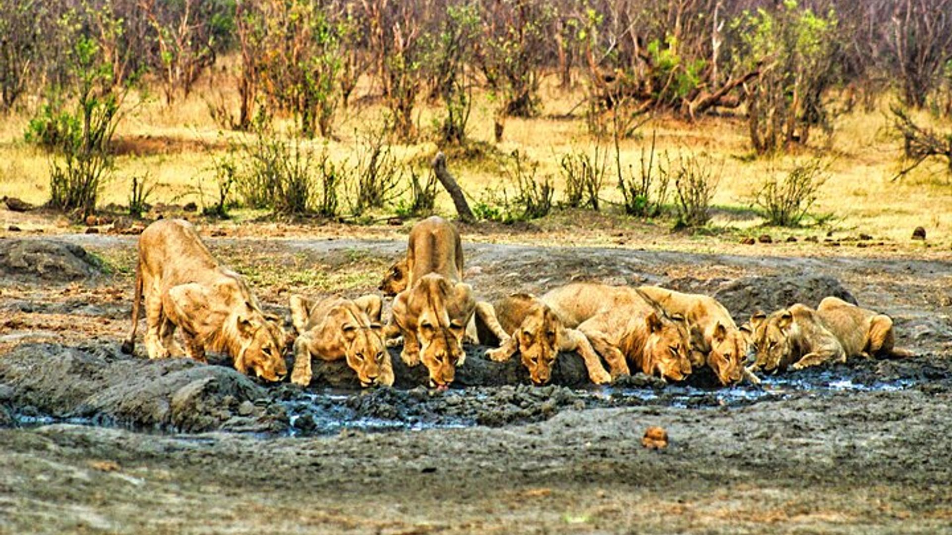 Dry Safari Game Drive ในอุทยานแห่งชาติ *D-F-ES