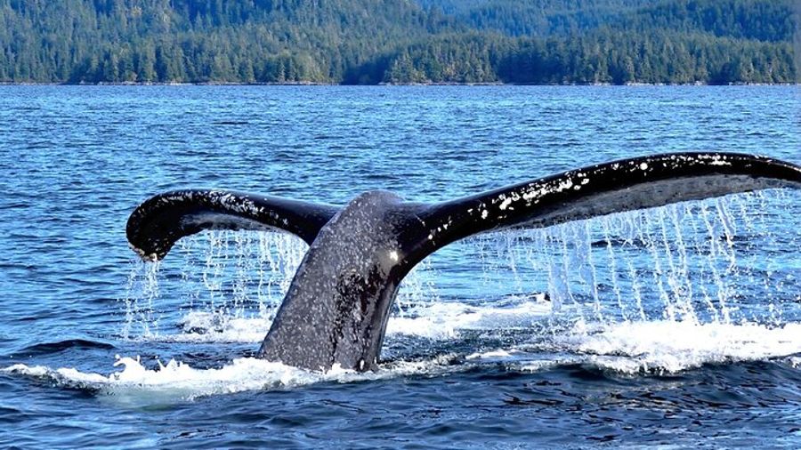 Sitka Small-Group Whale Watching Tour