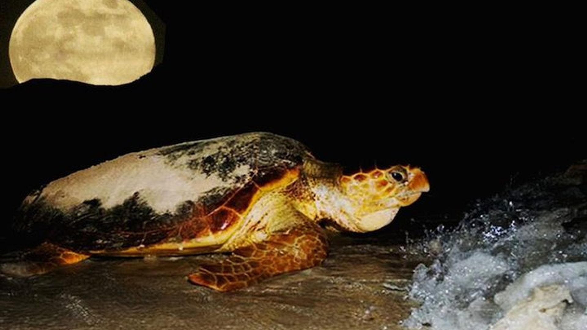 La marche des tortues depuis Santa Maria