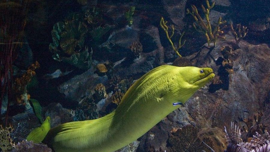 Cancun Small-Group Puerto Morelos Snorkel Tour