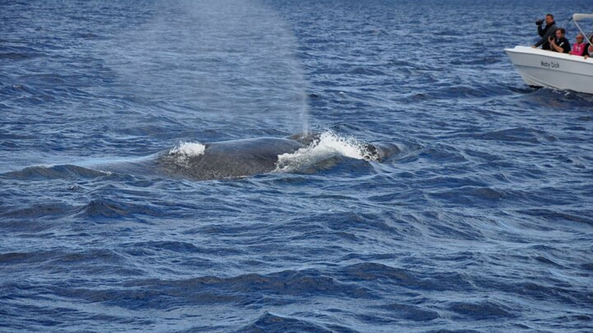 Dolphins and whale encounter on the West Coast of Mauritius