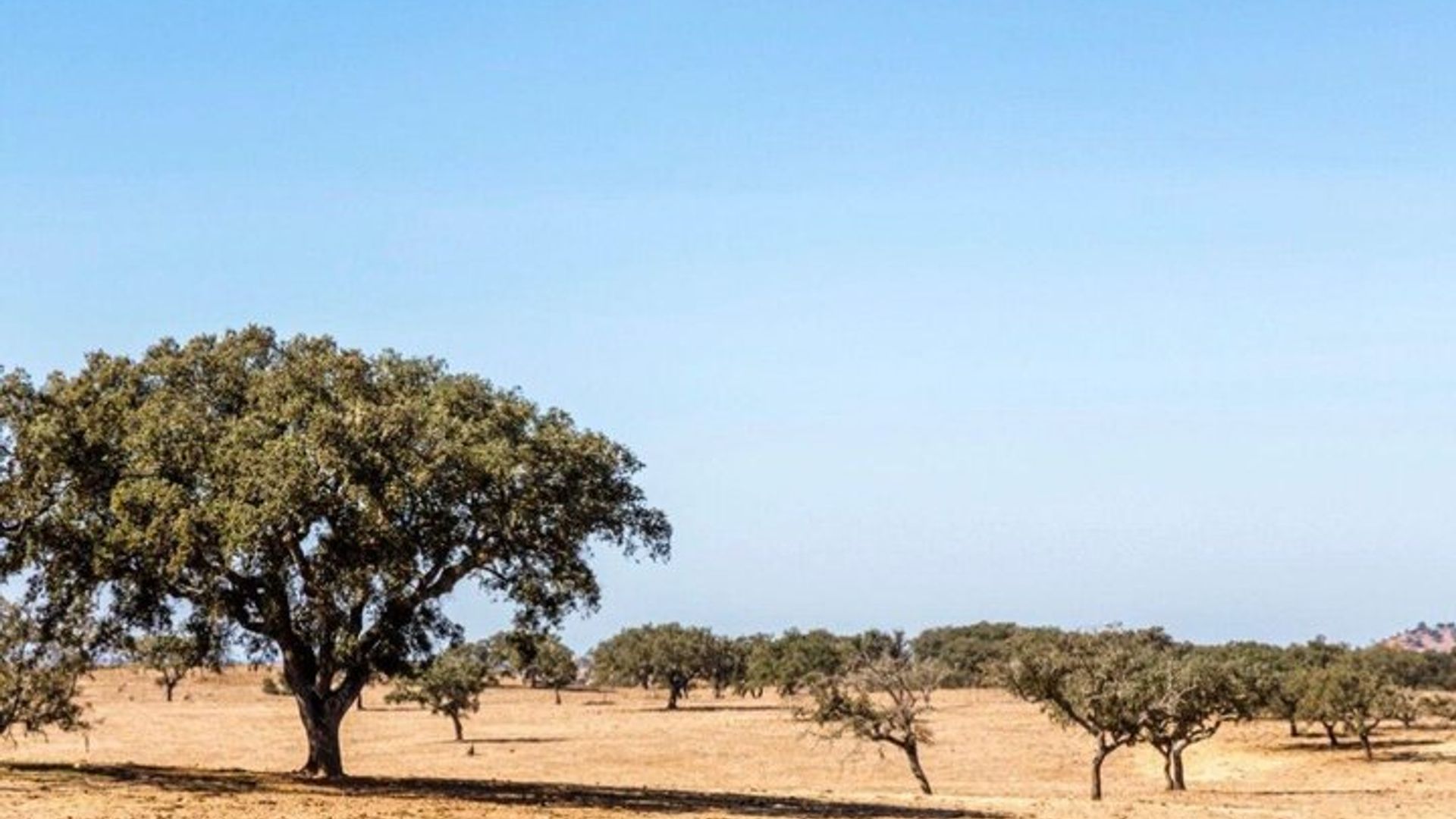 Visite privée de l'Alentejo avec expérience du vin
