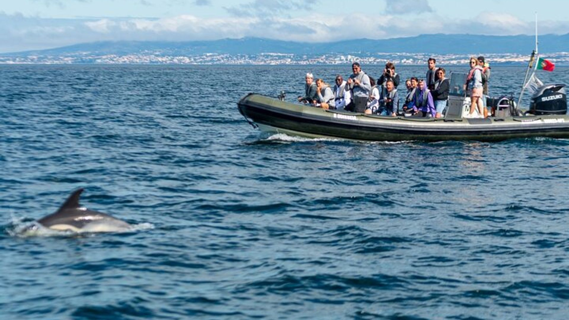 Croisière d'observation des dauphins en petit groupe à Lisbonne