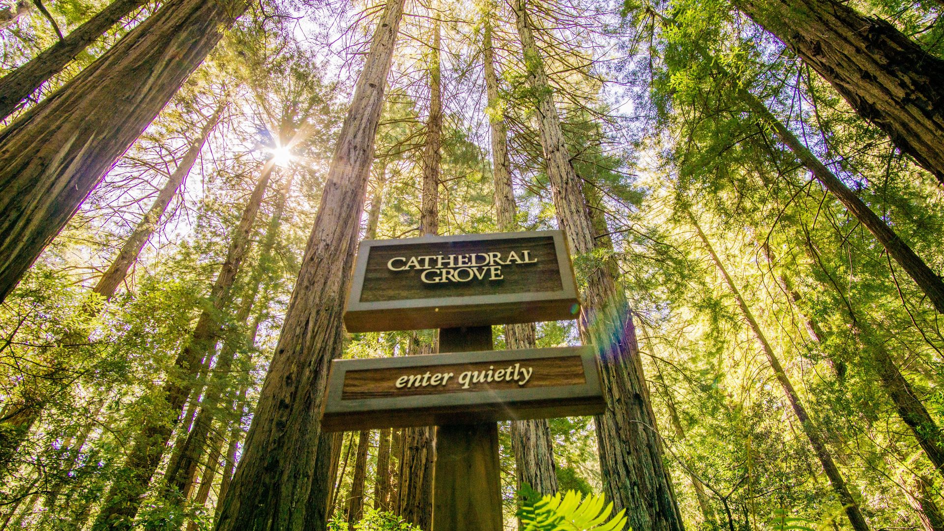 City & Woods: Hop-On Hop-Off Tour & Muir Woods Tour image 2