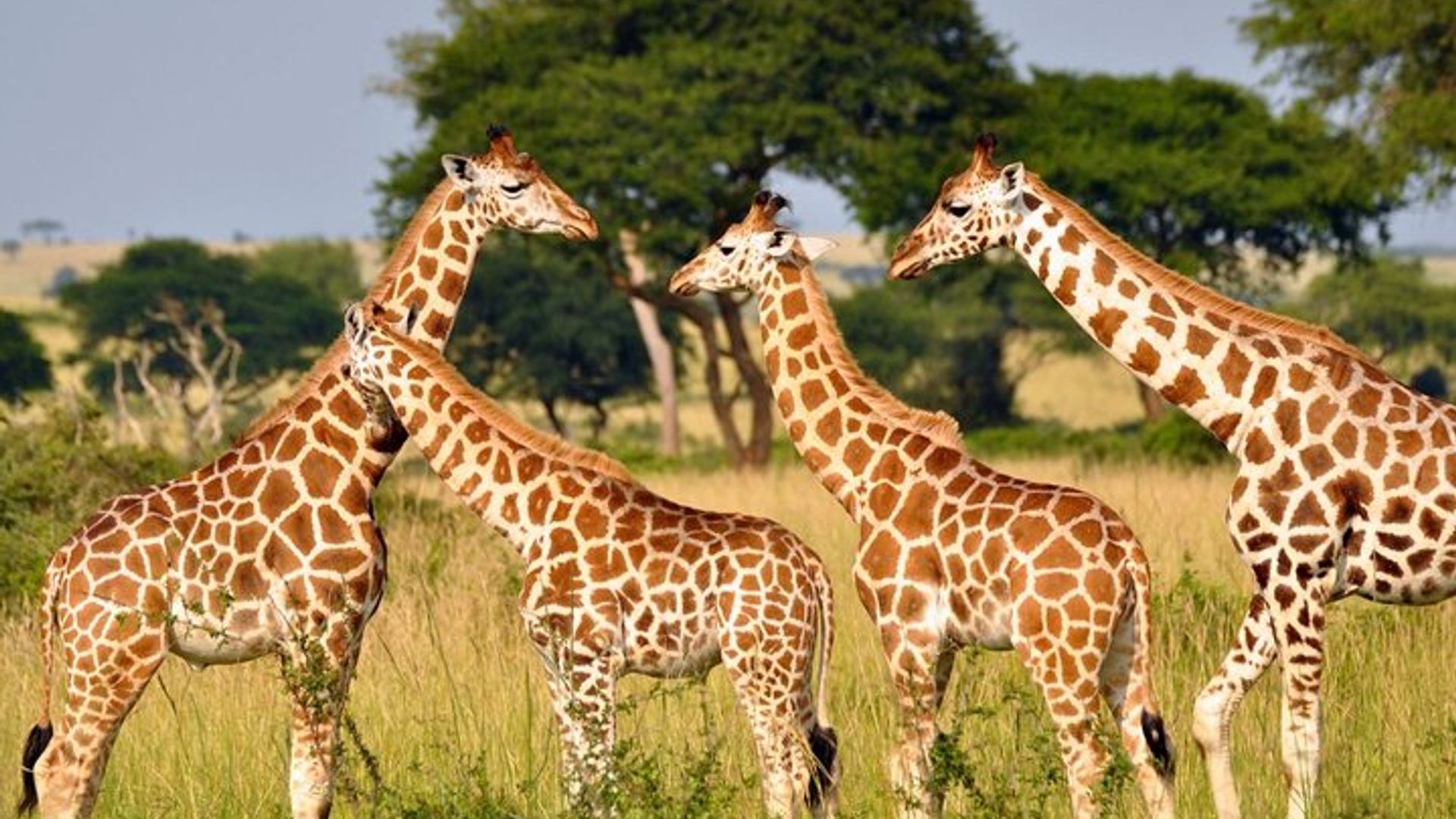 Garden Route 5 Day Small Group Tour from Cape Town Starts Any Day