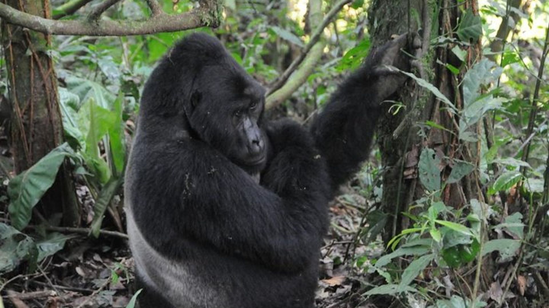 Gukurikirana Gorilla Na Maasai Mara Safaris