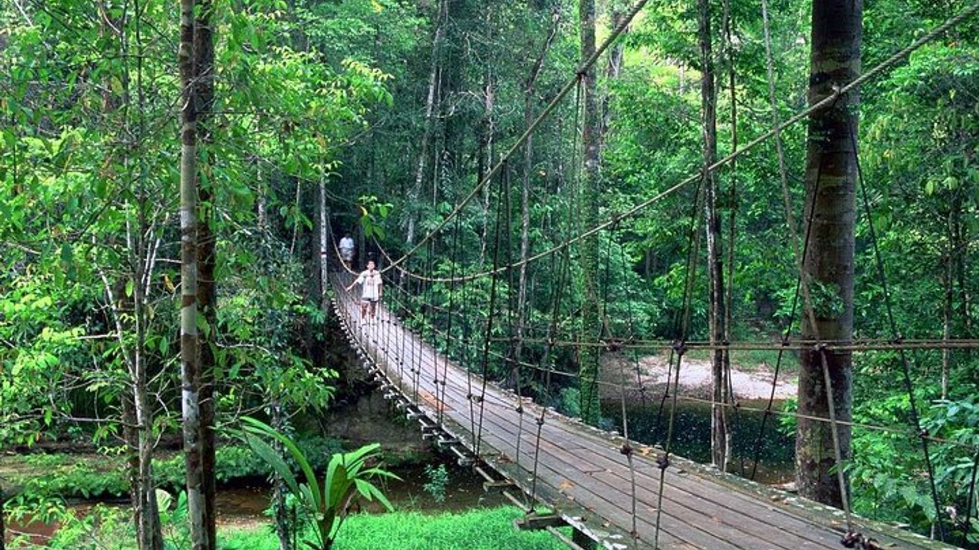 Half-Day Lambir Hills National Park Tour from Miri