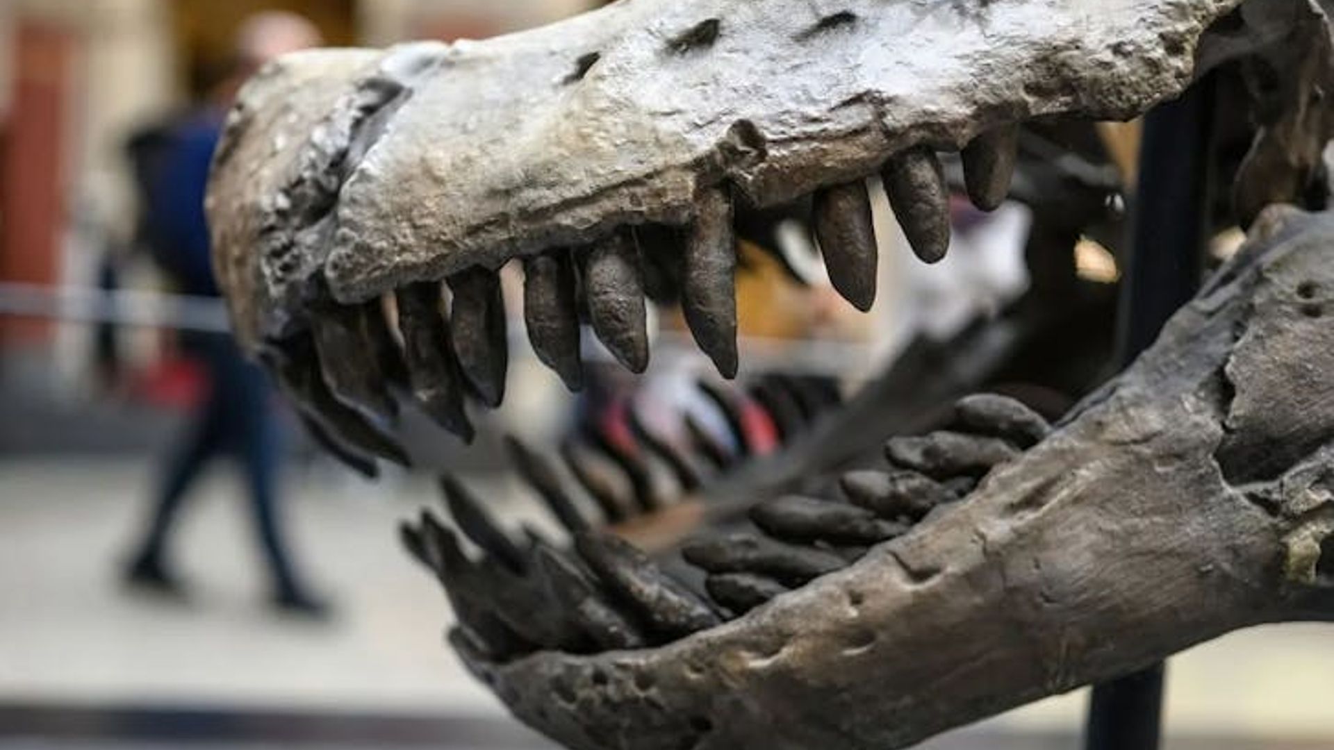 Berlin Natural History Museum in-app audio tour