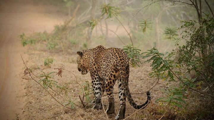 Private Multi Day Sri Lanka Tour with Chauffeur