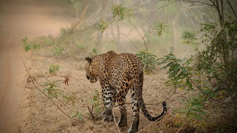 Private Multi Day Sri Lanka Tour with Chauffeur