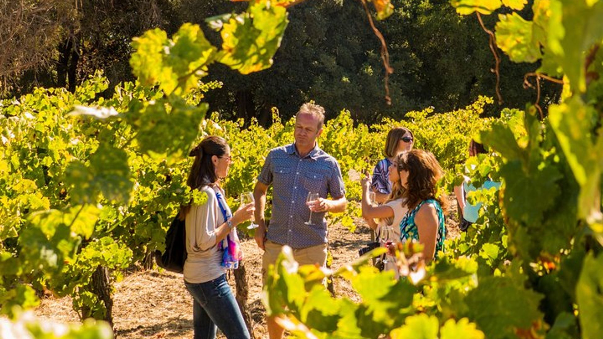 California Wine Country Half-Day Tour from San Francisco image 1