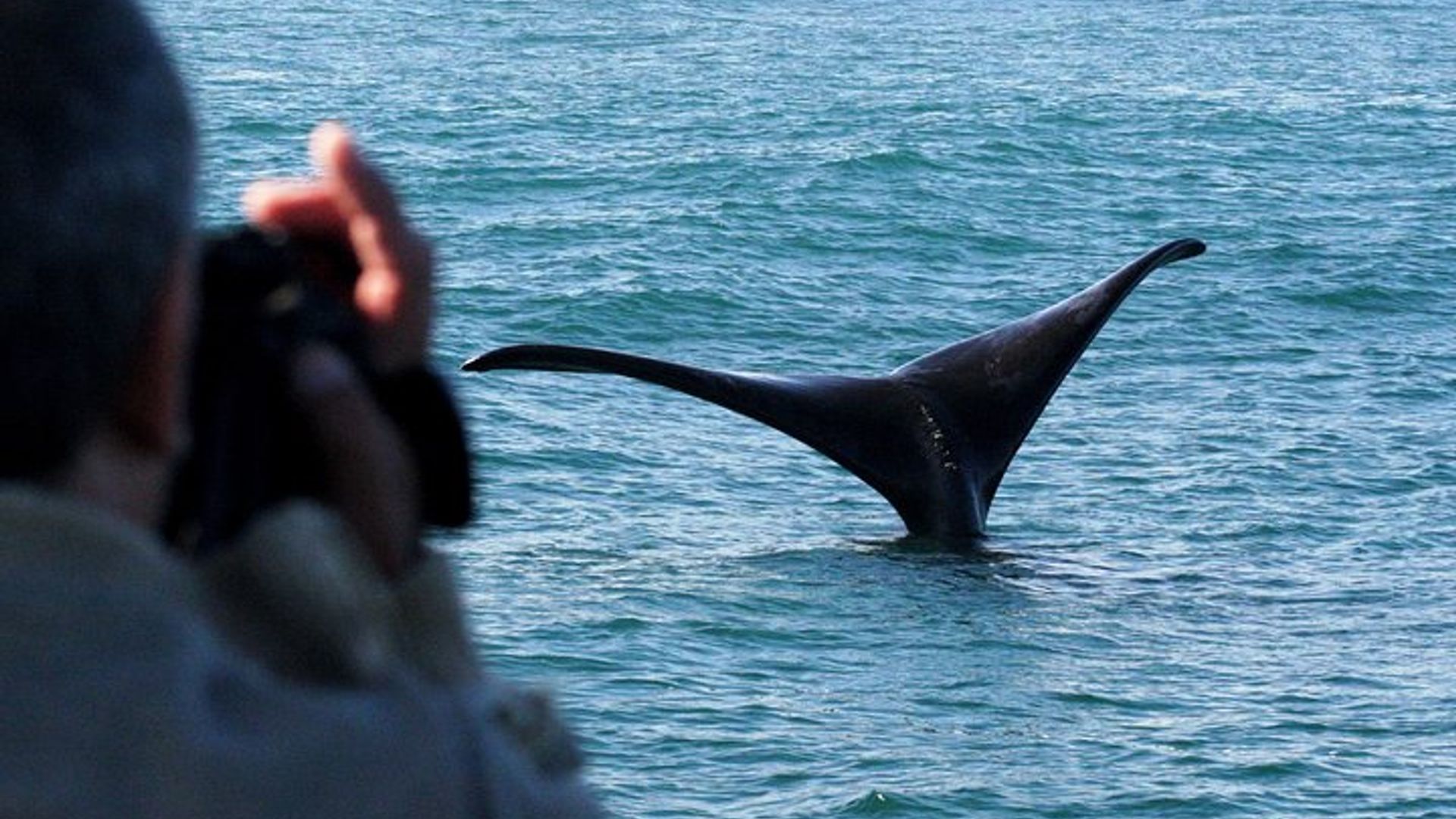Cape Town to Hermanus Whale Watching Boat Trip with Transfers