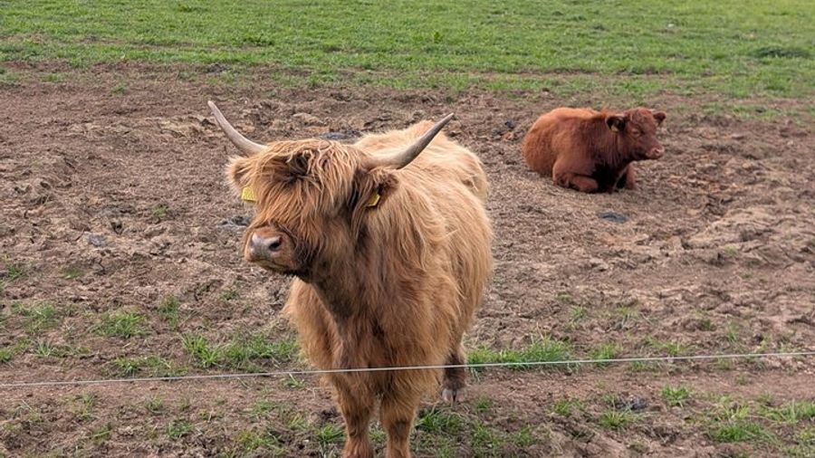 Private Loch Lomond Highlands Tour