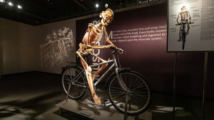 Las Vegas: "Bodies: The Exhibition" Admission at Luxor Hotel