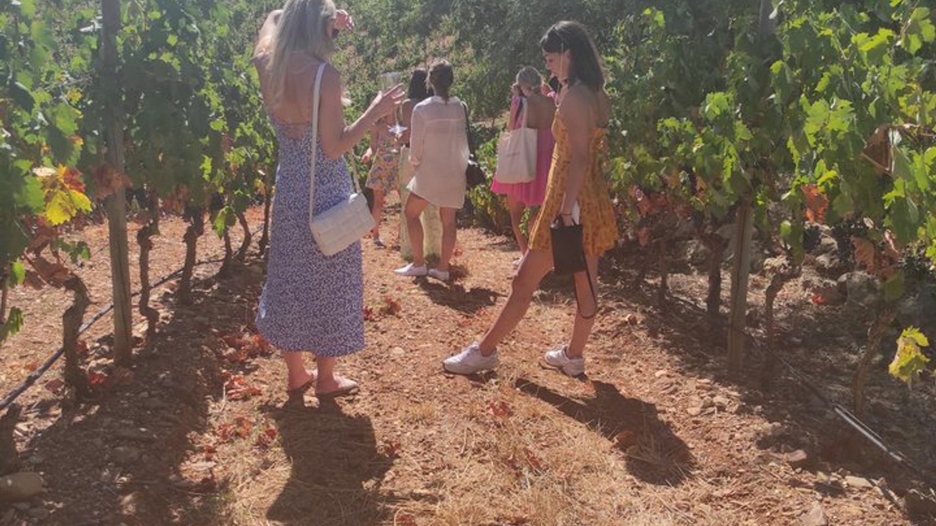 Dégustation de vin d'Albufeira : Visite de la cave Boutique & Silves historiques
