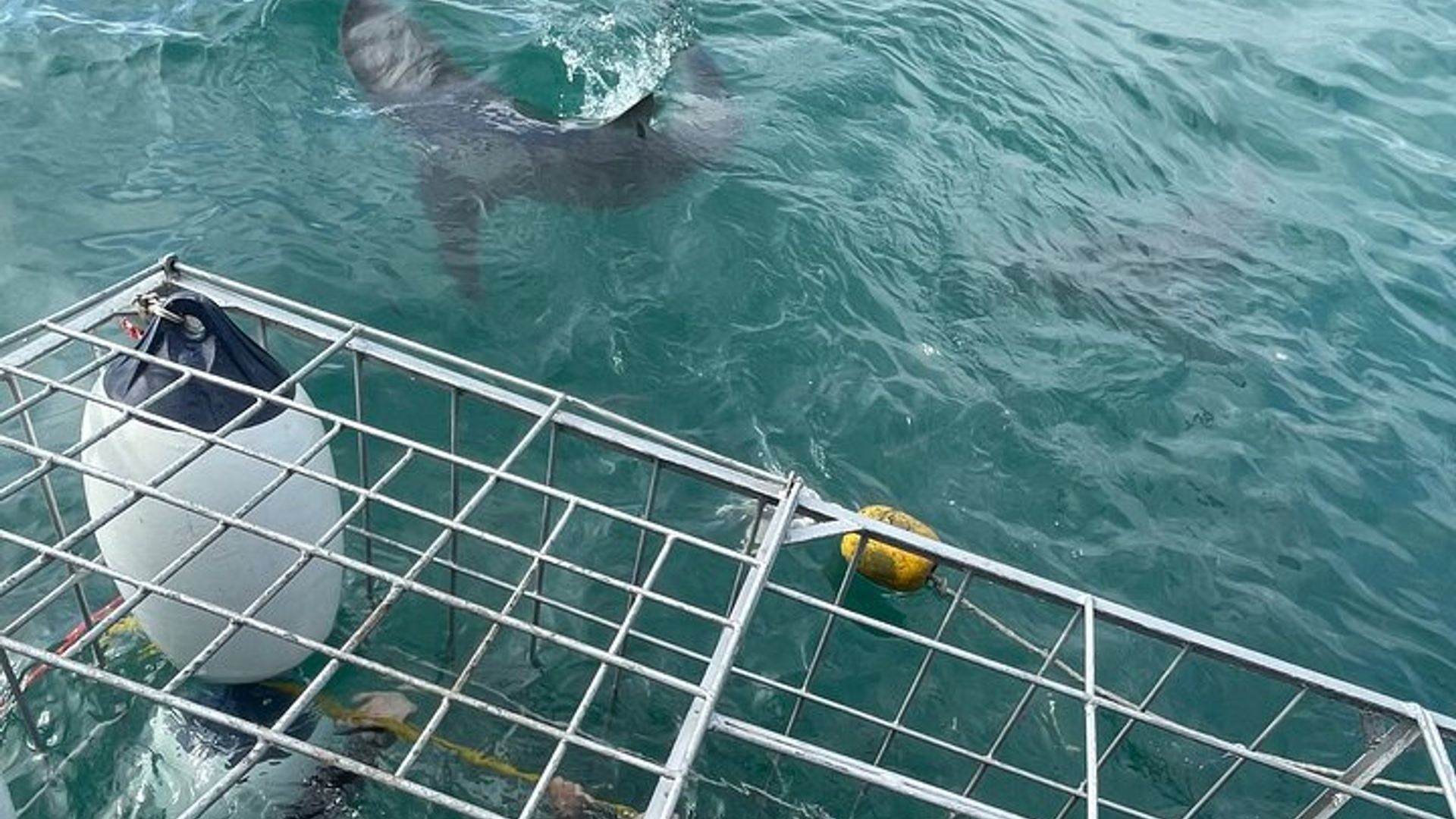 Shark Cage Diving Adventure CAPE TOWN (déjeuner et transport inclus)