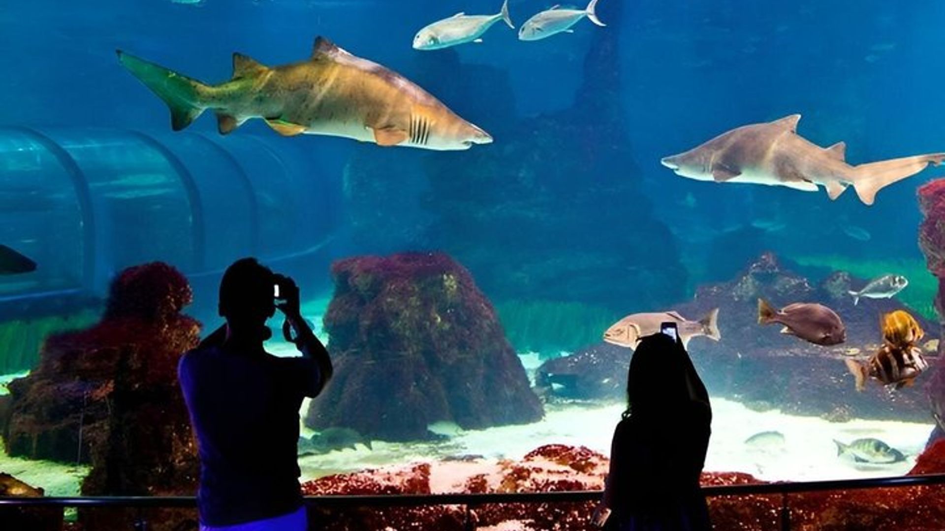 Skip the Line Barcelona Aquarium Admission Ticket