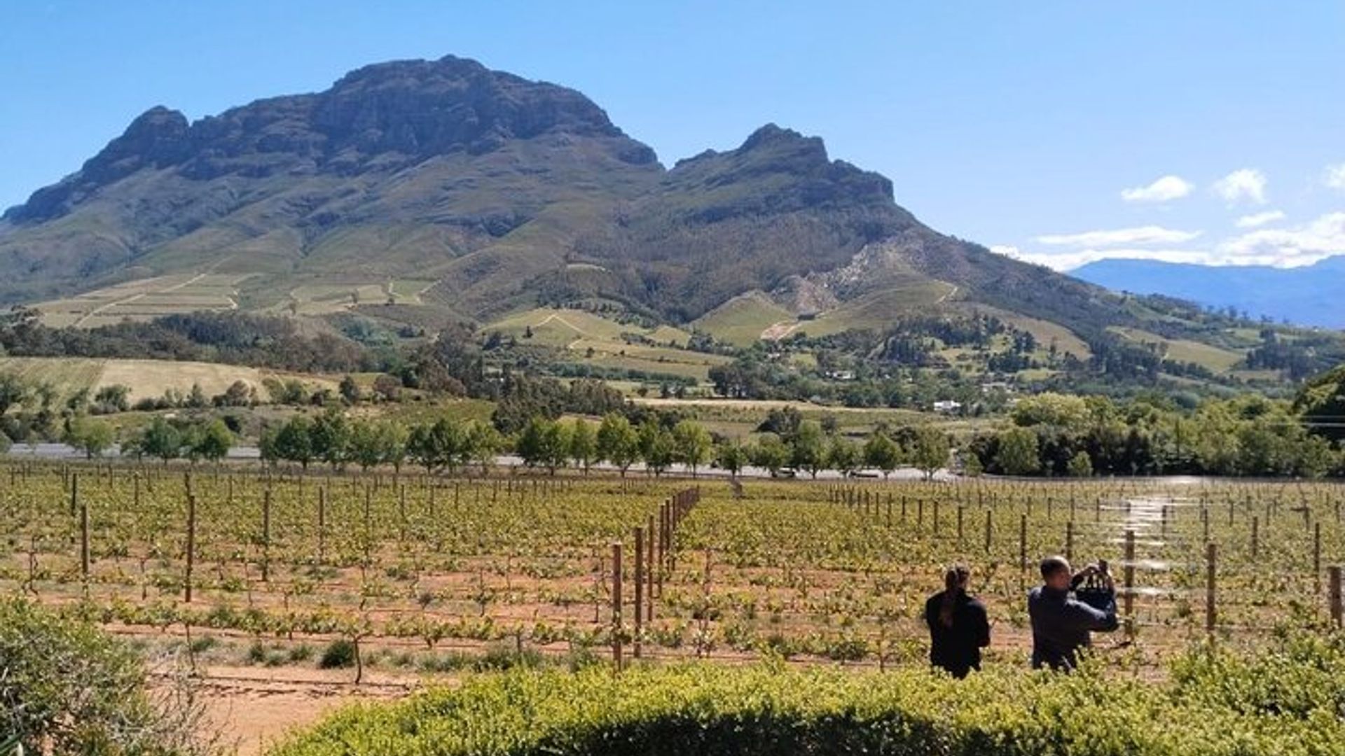 Visite privée d'observation des baleines et dégustation de vin