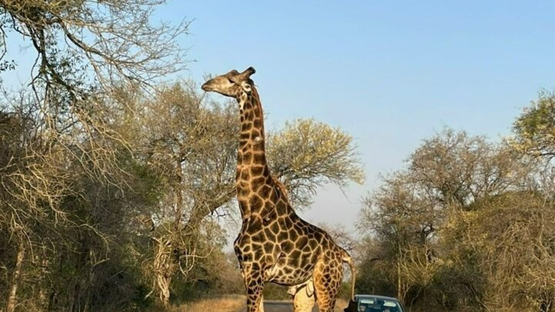 รวมทุกอย่าง BIG 5 ครูเกอร์ซาฟารี 3 วันจากโจฮันเนสเบิร์ก