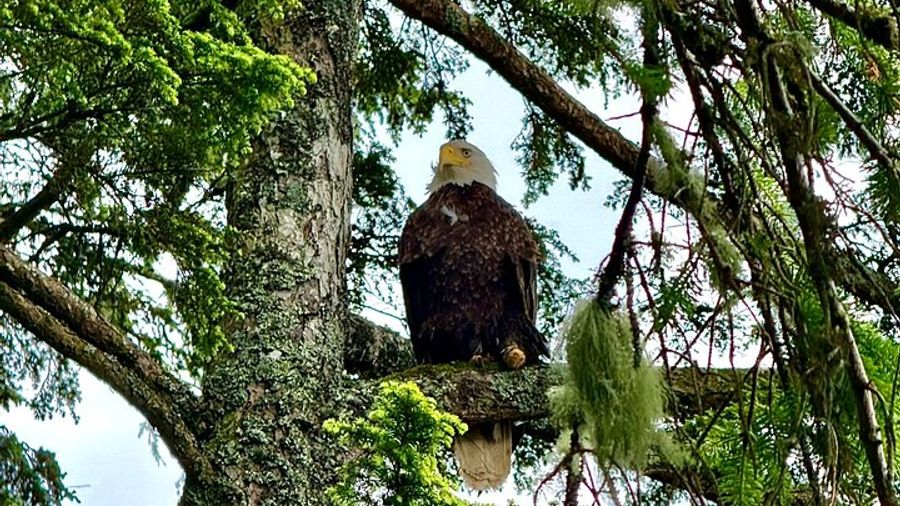 Private 3 Hour Photo Tour in Ketchikan Alaska