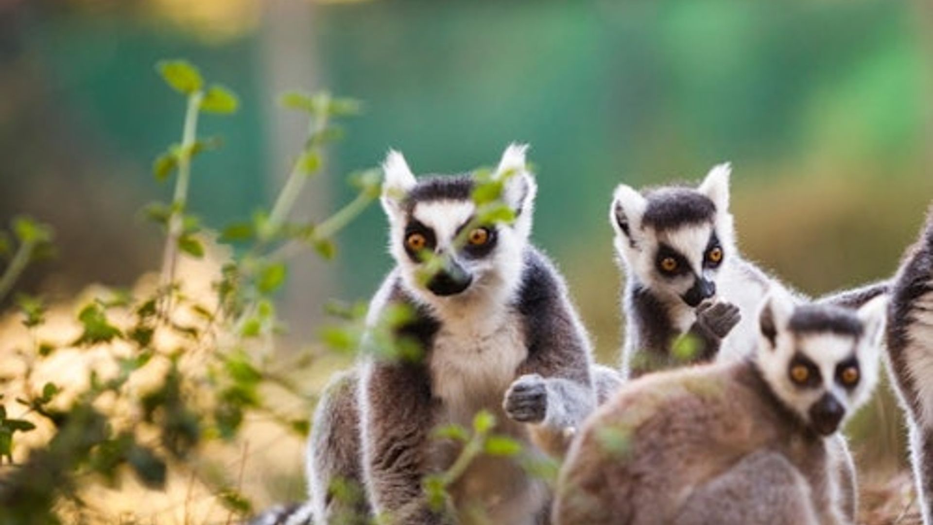Zoo Labenne: Entrada