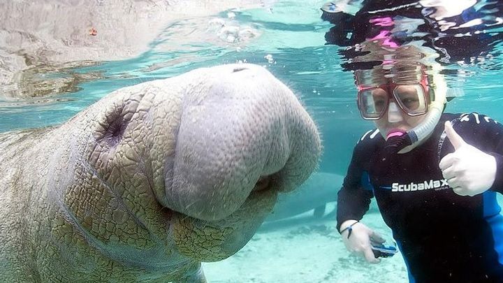 Crystal River Manatee Swimming Experience