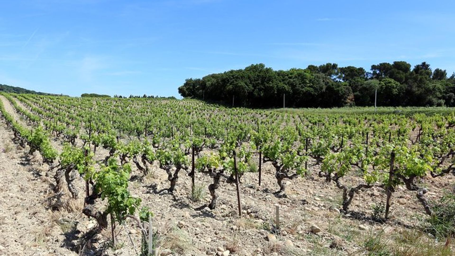 Châteauneuf Du Pape intensive vineyard & fine wine experience