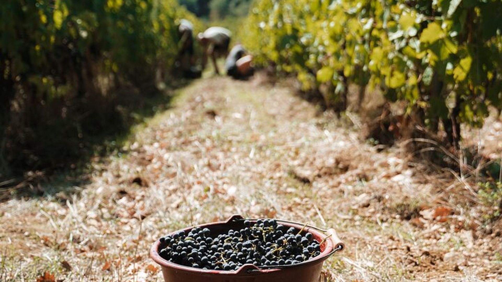 Côtes du Rhone Private Weintagestour mit Vintage Range Rover