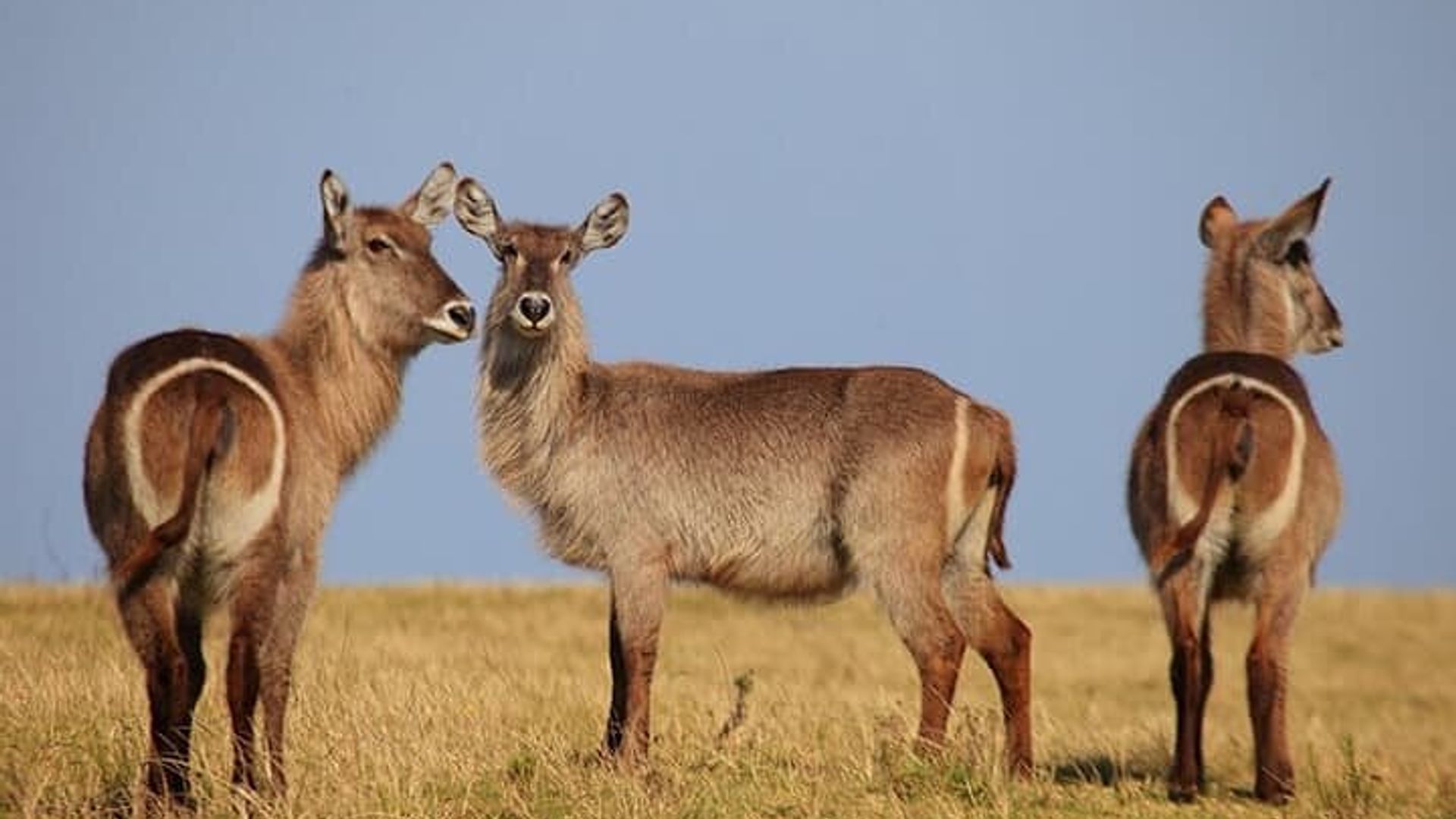 2 Day Small Group Garden Route Big 5 Safari Tour from Cape Town