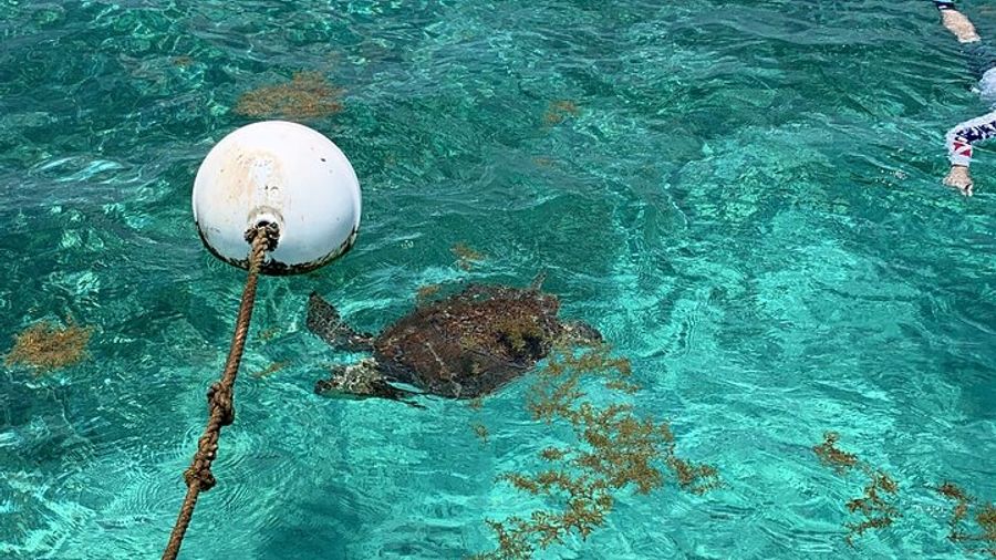 Turtle Garden Snorkeling Tour and Island Break