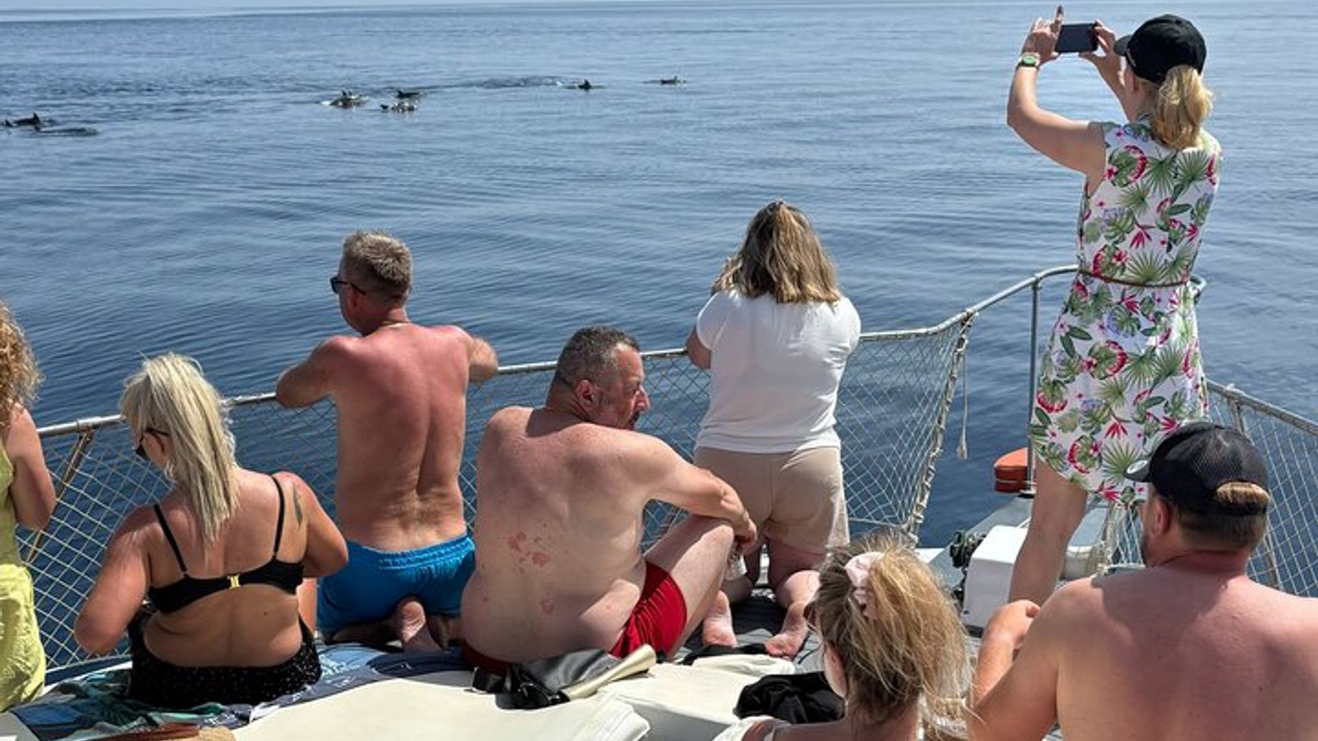 2-Hour Excursion in Search of Dolphins/ Includes Drink and Snacks