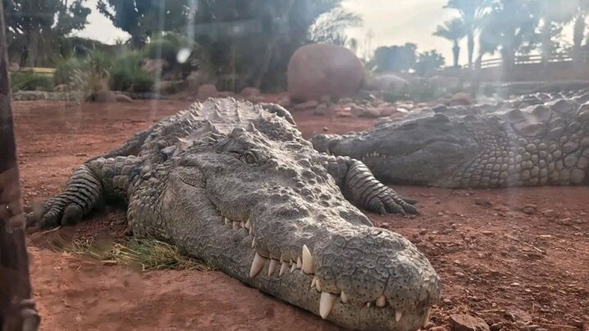 Crocoparc y Cabra Trepando al Árbol Agadir