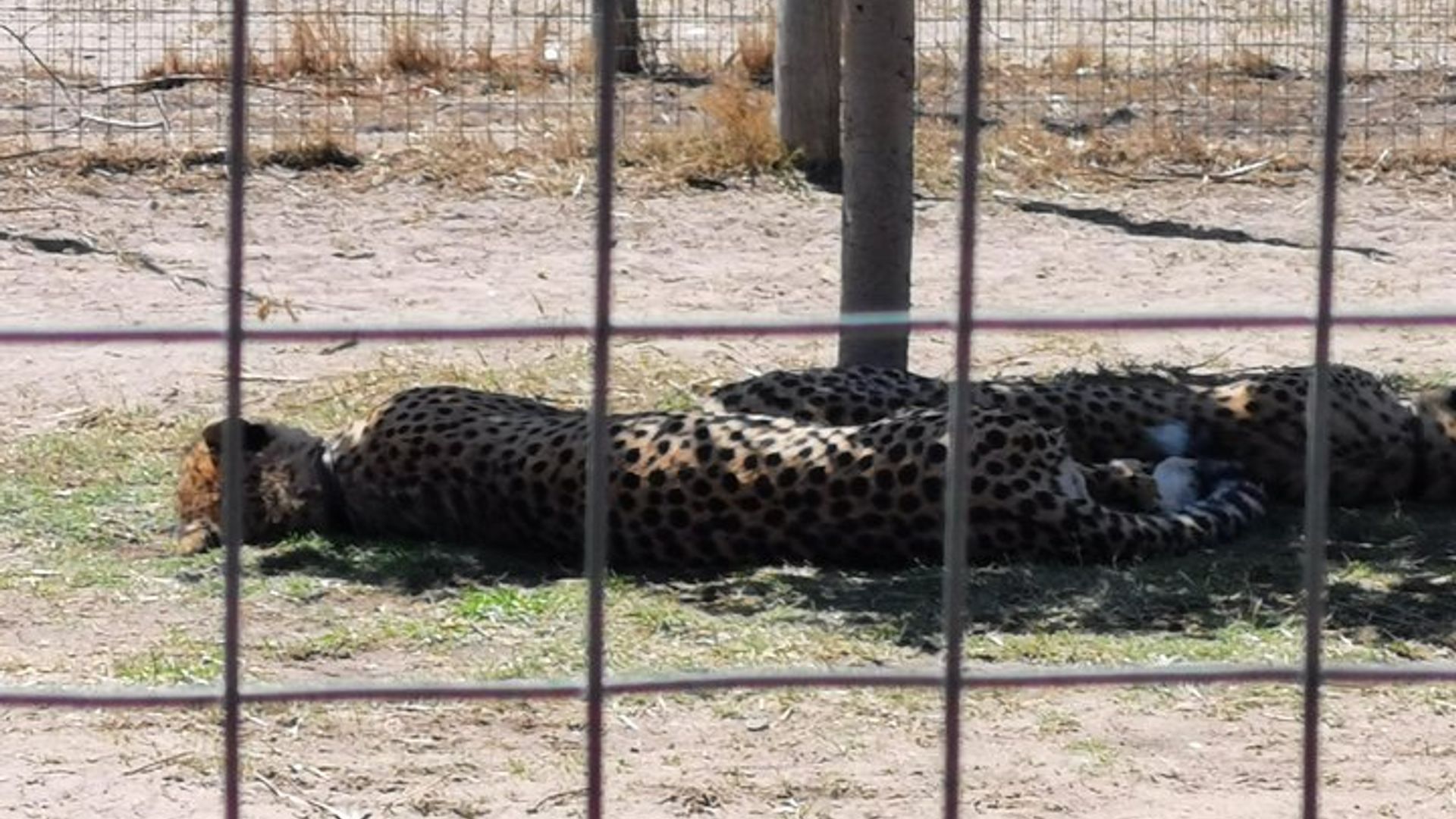Visite de Cheetah Outreach, Gordon's Bay et Strand Beach
