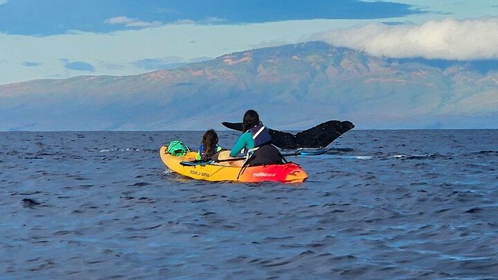 Kayak Whale Watch & Turtle Town Snorkel - Free Photos Included