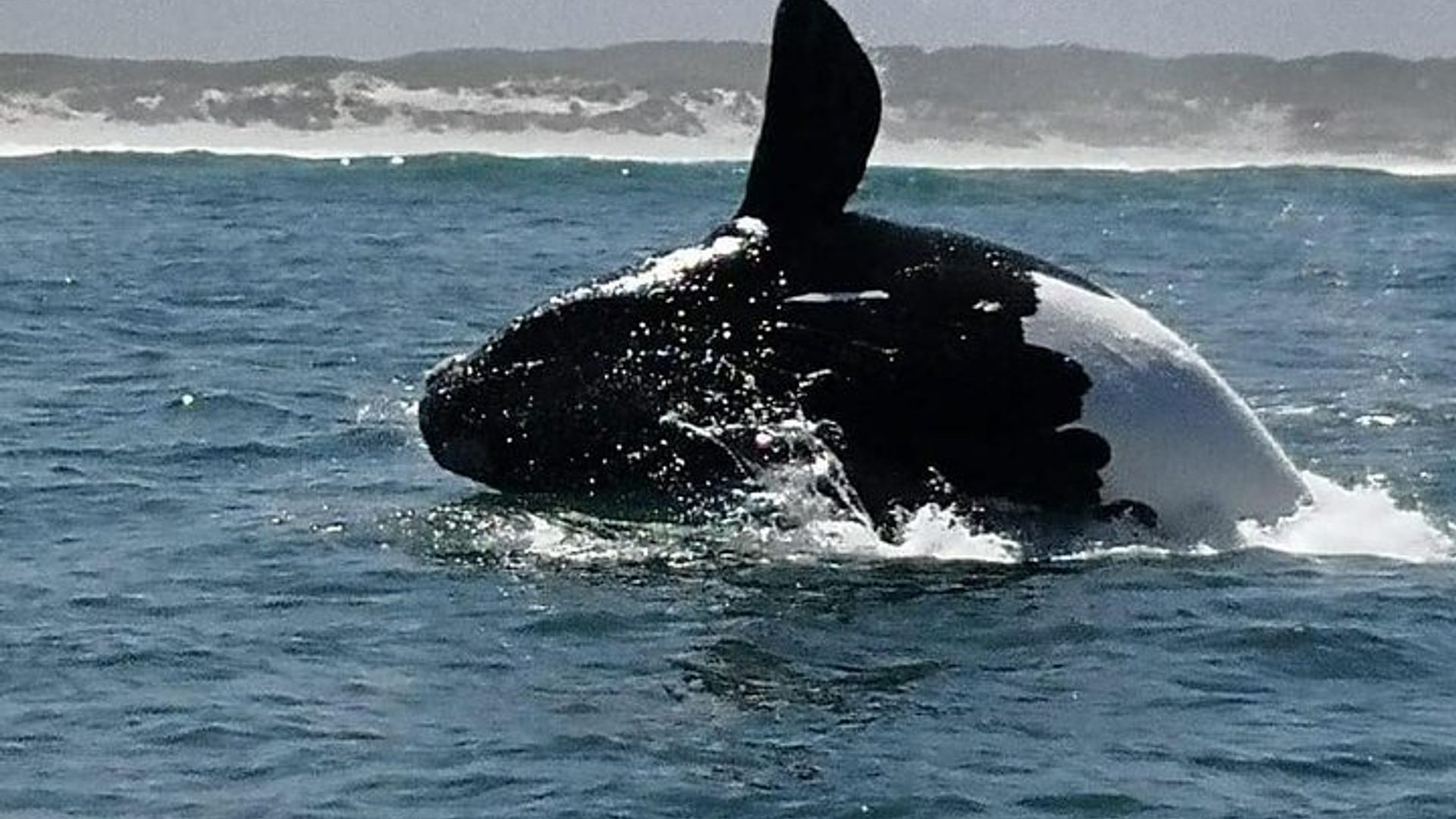 Whale Watching in Hermanus
